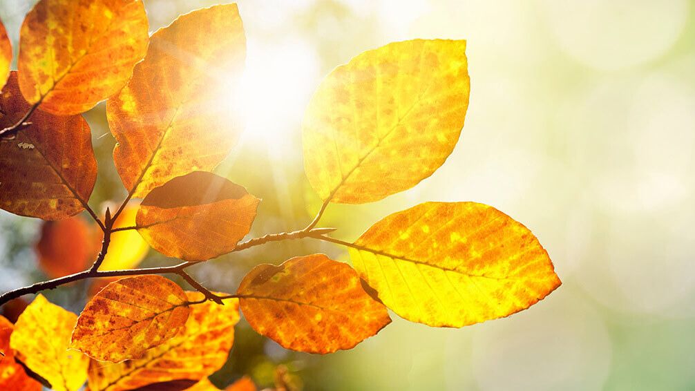 Mindfulness bij verdriet, verlies en rouw 
