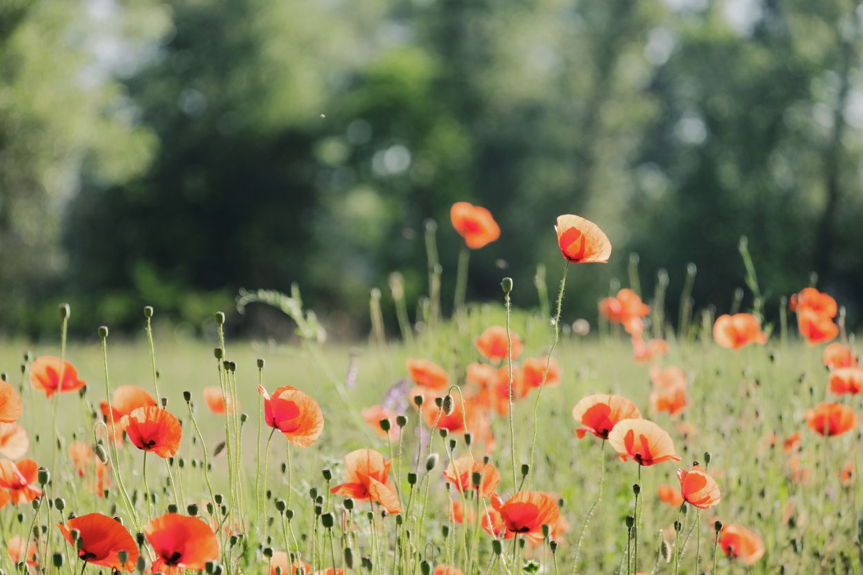 Data Agenda mindfulness opleidingen voor professionals. Mindfulness opleidingen voor professionals,. Word mindfulness trainer met SeeTrue, dé opleider in mindfulness